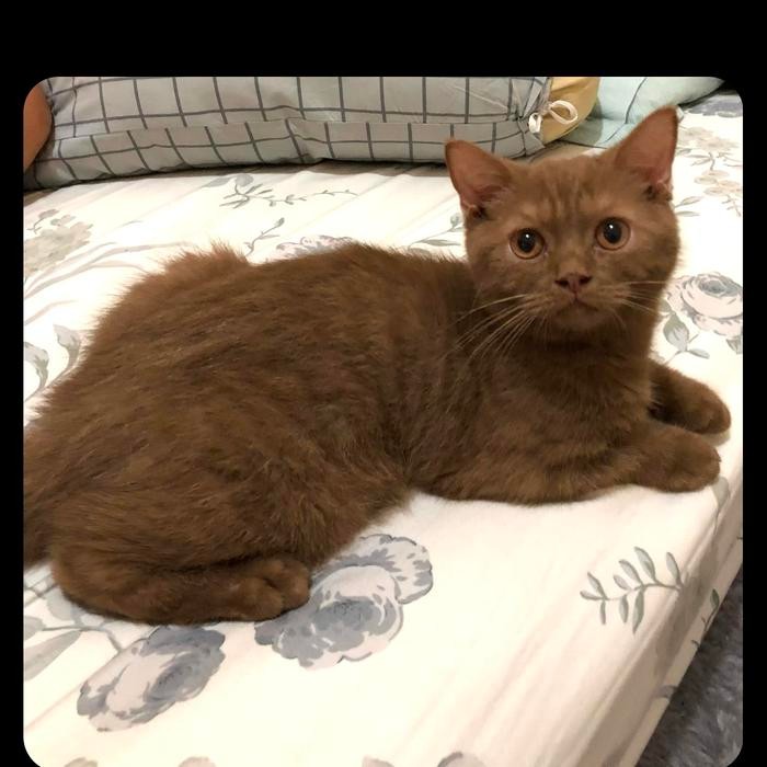 kucing british shorthair cinnamon jantan 3,5 bulan nonped
