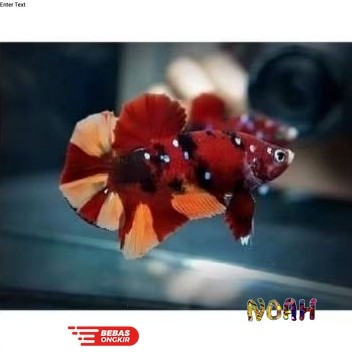 Isi aquarium Ikan Cupang Red Koi Galaxy Multicolor Remaja Calon Top Grade