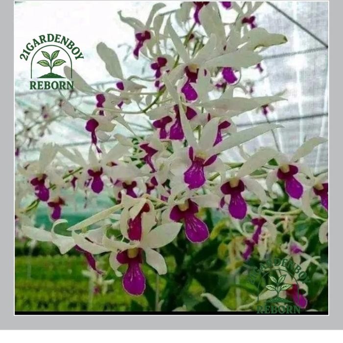 (BAYAR DI TEMPAT) anggrek kriting mesagnil dewasa/spike/kenop/mekar