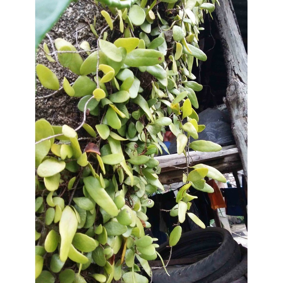 

Daun Sisik Naga Herbal ⠀⠀⠀⠀⠀⠀⠀⠀