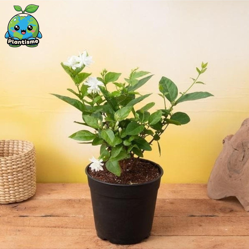 Tanaman Hias – Twilight Jasmine Jasminum Sambac Arabian Jasmine Melati Kampung Plant Jasminum Sambac