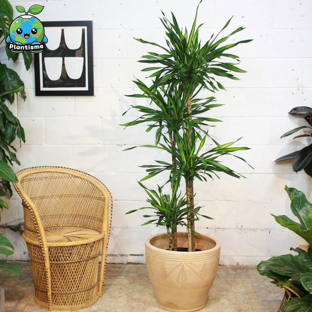 Tanaman Hias – Rikki Cane Plant Dracaena Fragrans ‘Rikki’ Corn Plant Aroid Daun Lis Variegata Kuning