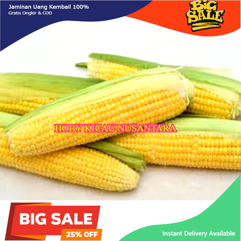 Jagung Manis Segar Pakan Burung Lovebird, Parkit, Falk