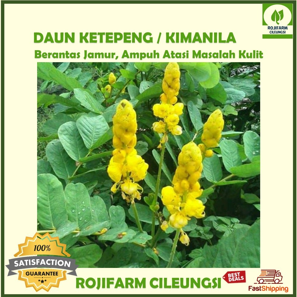 NEW.... Daun Ketepeng Segar Kupang Gelenggang Kimanila 100 gr