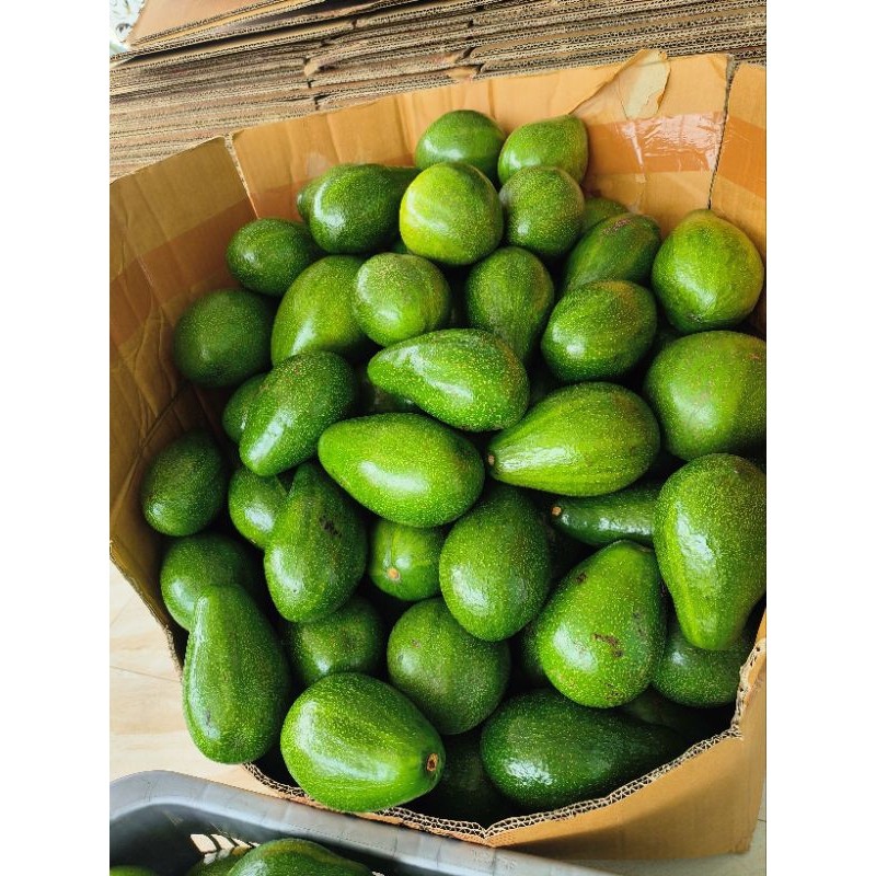 

^ alpukat mentega bandar lampung isi 4-5 per kg ^