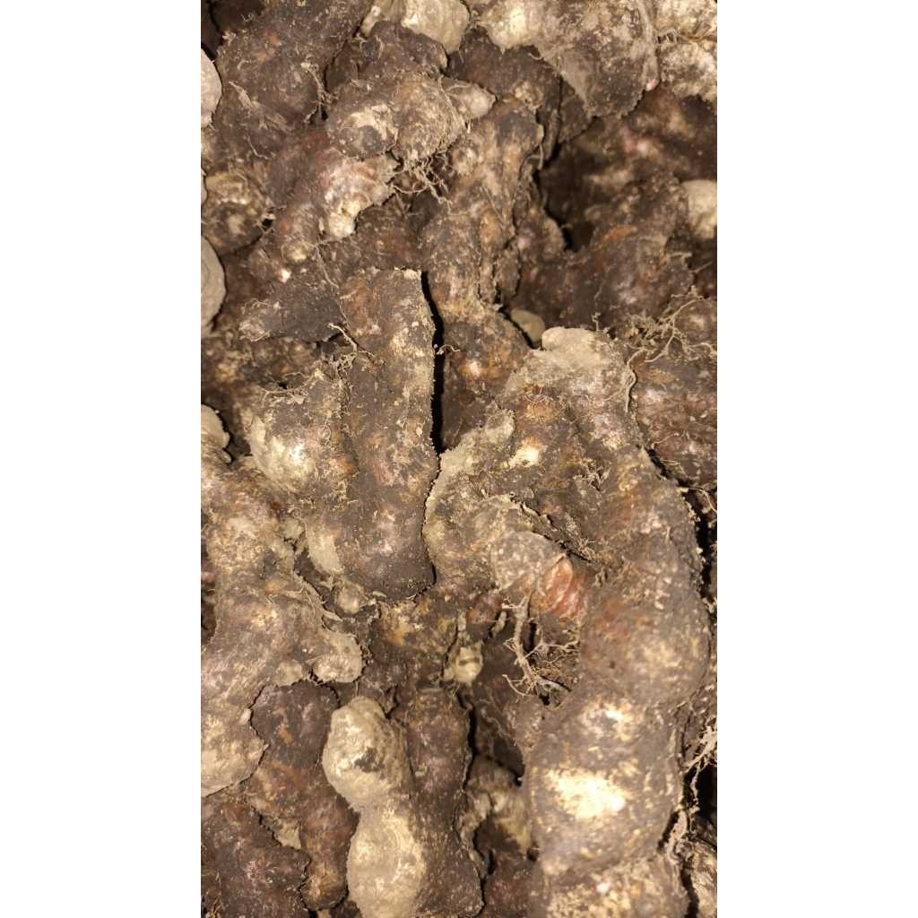 

( Dapat 500gr) JAHE MERAH 500GR SIZE BESAR SUPER / Jahe Merah JAHE MERAH SUPER PILIHAN