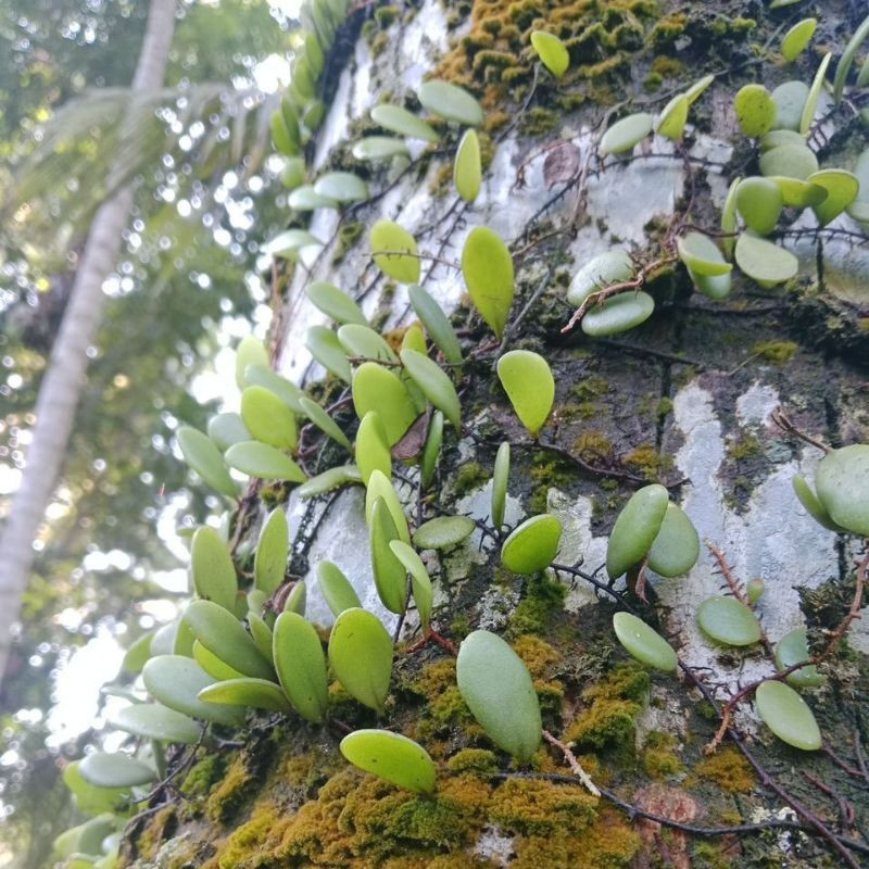 

PROMO !! Daun Sisik Naga/Daun Picisan Herbal Tradisional 100 Gram T.V.P