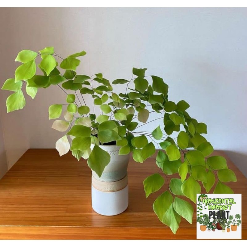 tanaman suplir kupu kupu - Adiantum peruvianum - suplir - tanaman