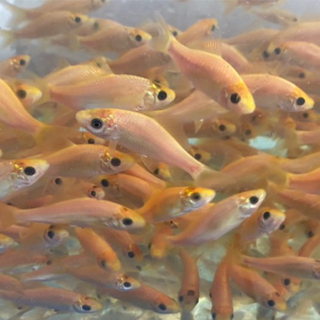 PROMO TERAPI KAKI (PER EKOR)  HIAS NILEM LEMON  GARRA RUFFA / bibit  nilem lemon  terapi