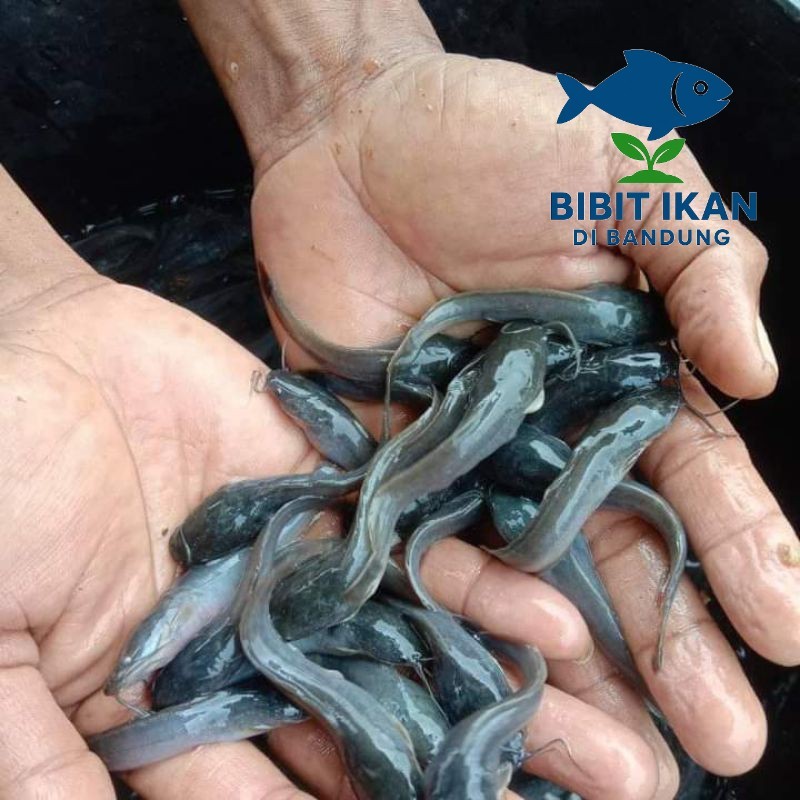 Bibit / benih ikan lele ukuran 7 - 8 cm per ekor / bibit ikan di bandung khusus intsan / BIDB