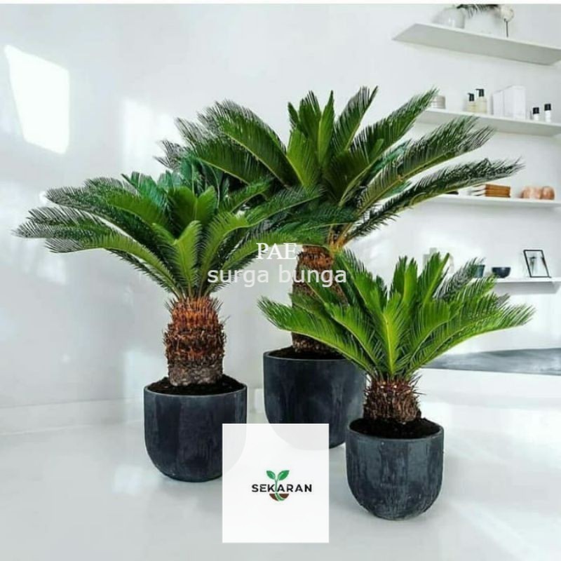 Bibit Palem sikas 1-2daun  - tanaman hias- pohon taman- tanaman outdoor-hiasan didepan teras rumah-t