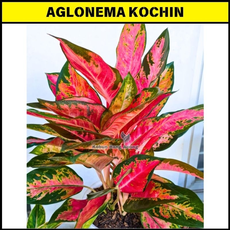 Tanaman Hias Aglonema Red Khocin Aglonema Kocin Merah
