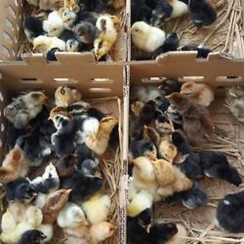anak ayam kampung minimal 100 ekor silahkan kalo mau persen banyak tinggal kalikan saat order nya at