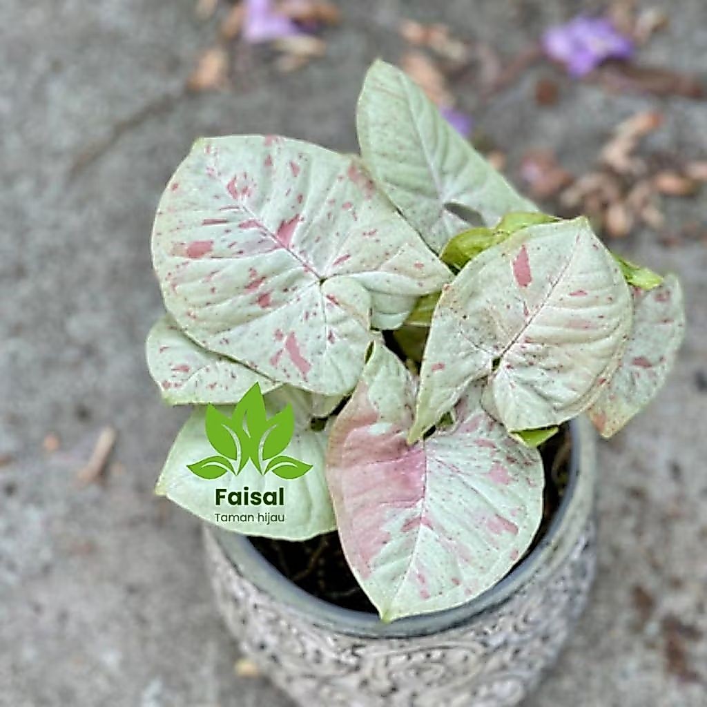 Syngonium Milk Confetti Tanaman Hias Syngonium Milk Confetti Perpolibag