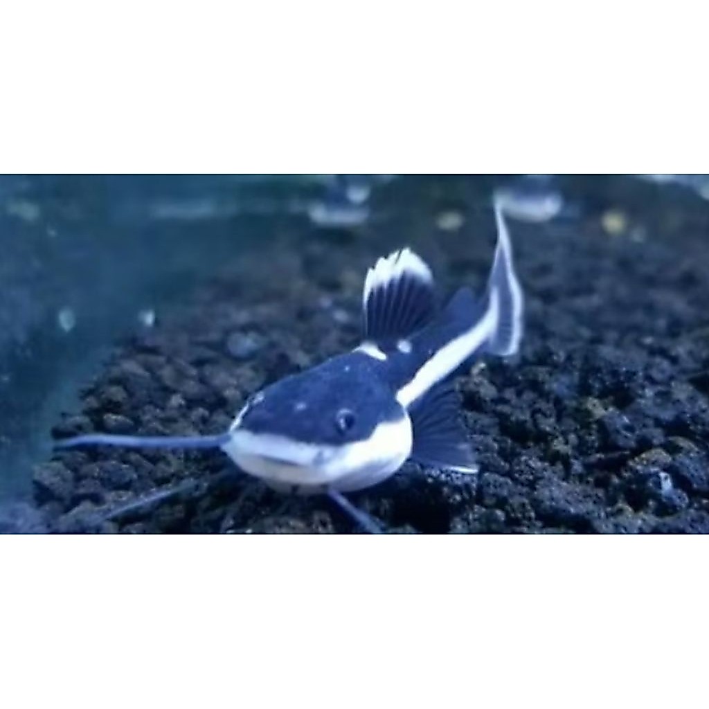 RTC -+8CM RED TAIL CATFISH PER EKOR