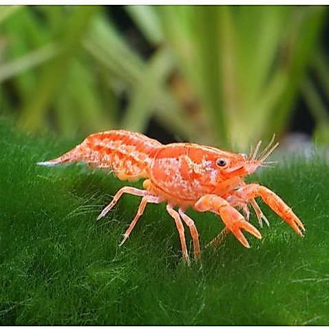 Dwarf Mini Mexico ( Lobster Mexico )