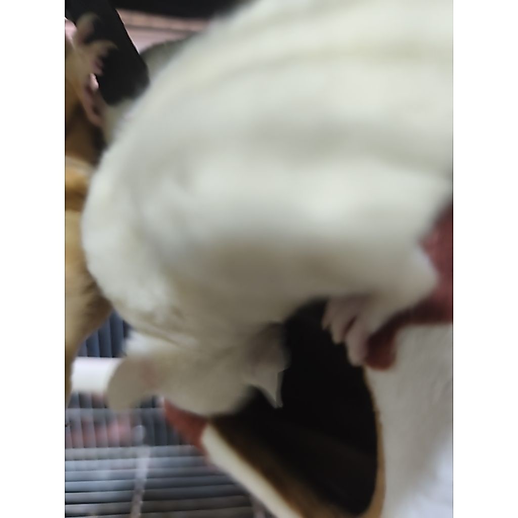 Sugar Glider Leucistic