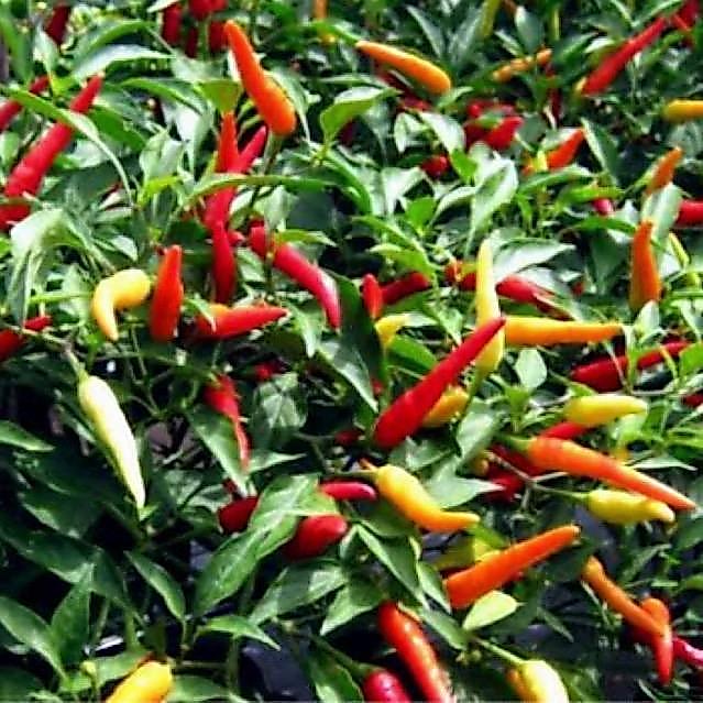 STOK TERBATAS 10 Biji Benih Cabai Rawit F1 Bhaskara Benih unggul cabe bhaskara