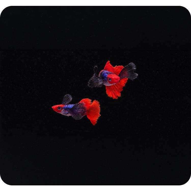 Guppy PRTDE KOI Grade Gupi Platinum Red Tail Dumbo Ear Koi