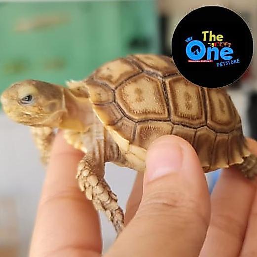 Kura Kura Sulcata