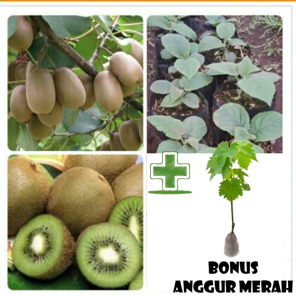 Tanaman Bibit Buah Okulasi KIWI Hidup 25cm++ - Bibit Tanaman Pohon Buah Kiwi