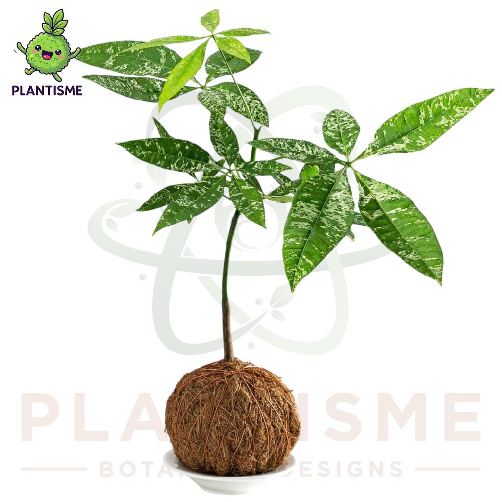 Kokedama – Bakalan Bonsai Pohon Uang Pachira Aquatica Money Tree Tanaman Gantung Tropis Mini Elegan