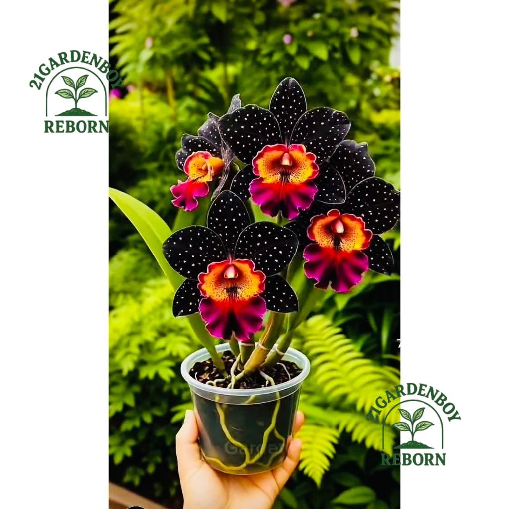 Anggrek dendrobium import dewasa siap berbunga 3