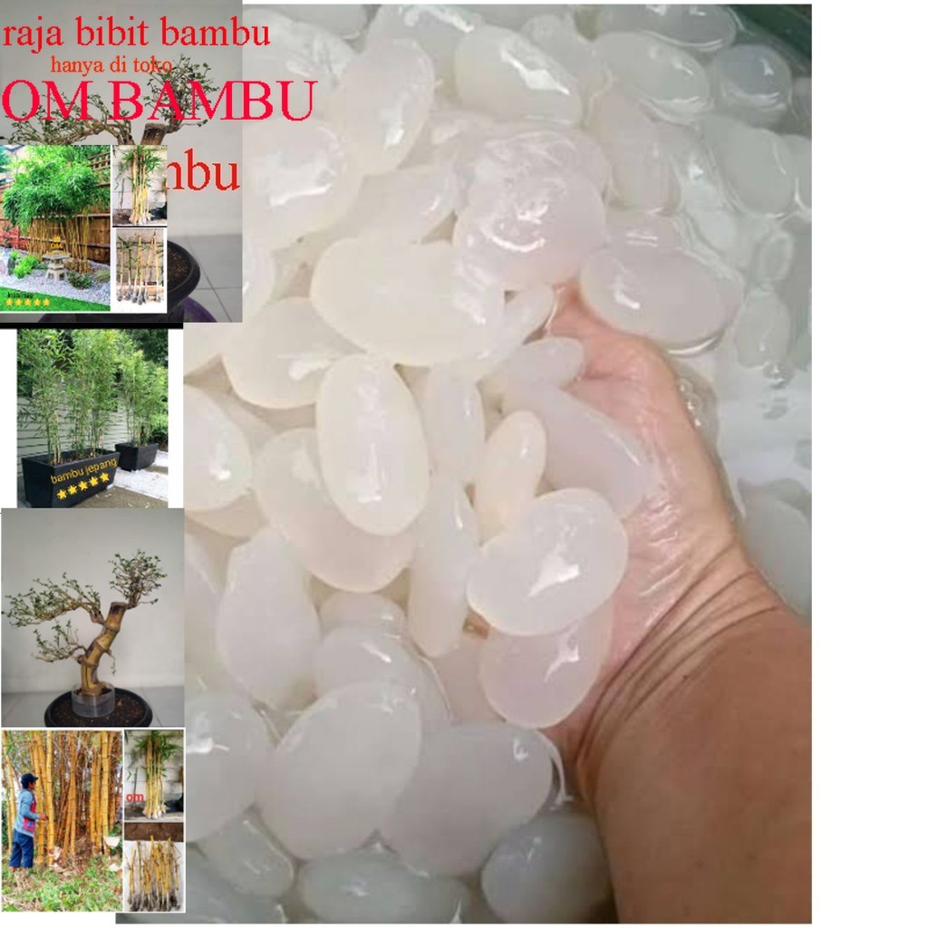 

Kolang-Kaling,Biji Aren Caruluk Segar & Fresh besellr