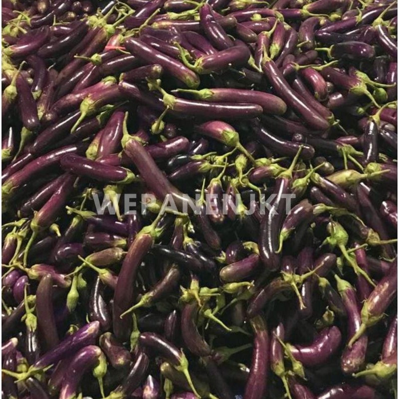 

New Sayur Terong Ungu 1kg