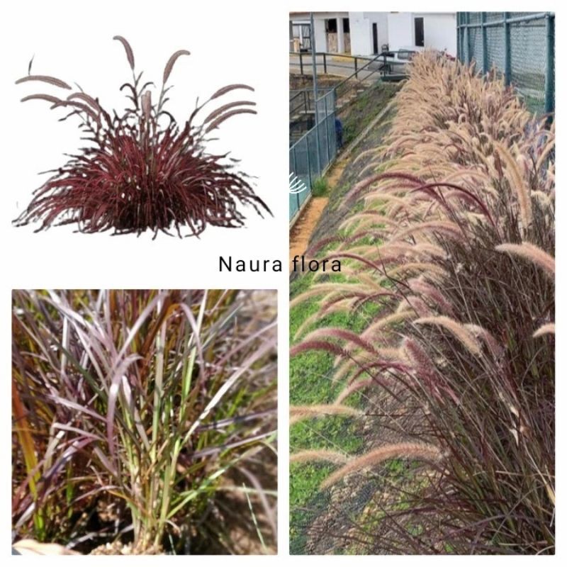 Tanaman hias ekor kuda merah - rumput ekor kuda merah - Tanaman ilalang merah