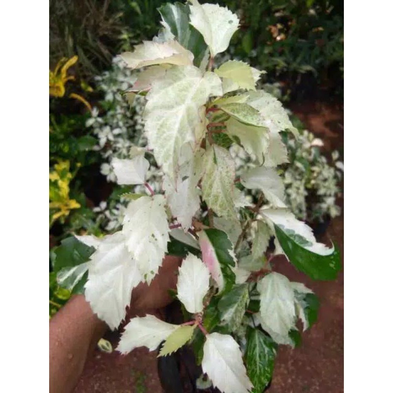 pohon kembang sepatu varigata