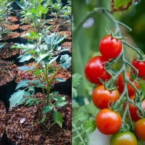 Bibit Tanaman Tomat Cherry / Tomat Ceri Asli Bibit Tanaman Super Unggul CV GLAMOUR TANI