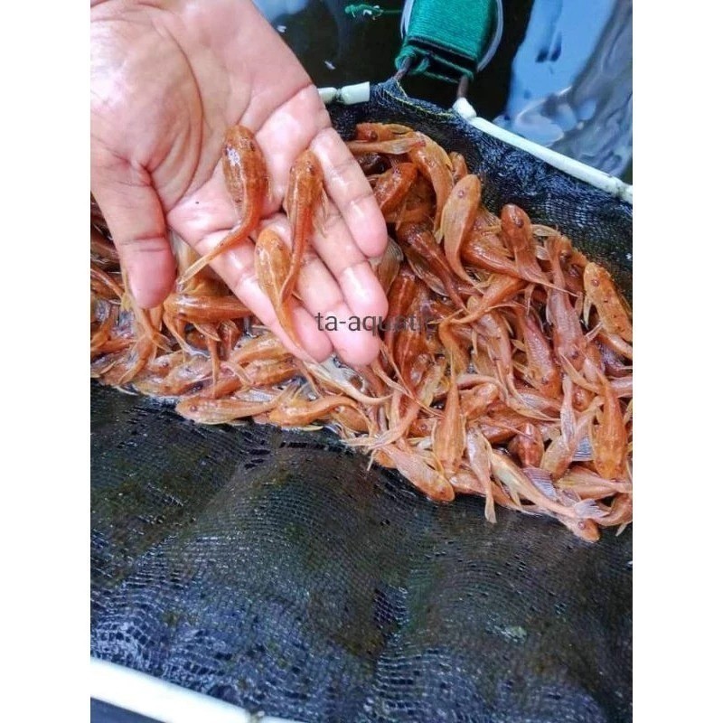 PROMO 9.9 Pembersih Aquarium Ikan Sapu Albino Sehat 5-7cm (Bonus Pakan) BERGARANSI KHUSUS PULAU JAWA