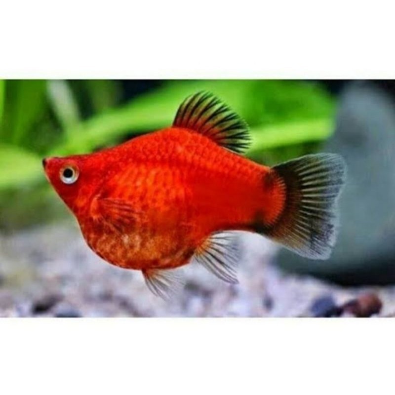platy coral red black