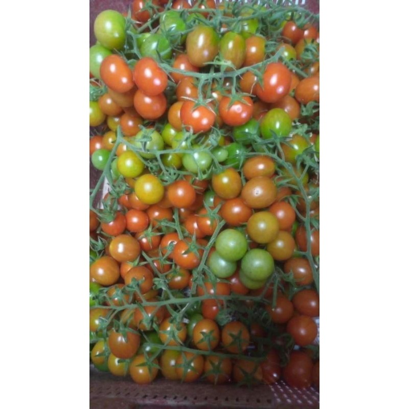 Benih tomat panah merah - Servo F1