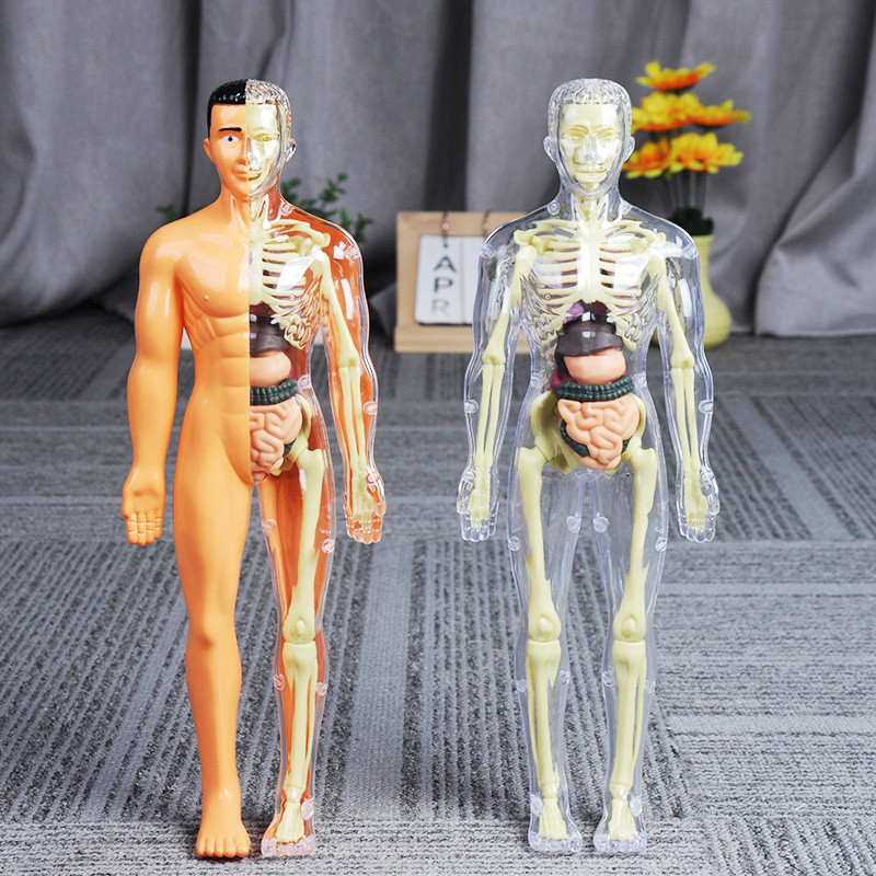 HUMAN BODY ANATOMY MODEL MAINAN DOKTER MAINAN TENGKORAK  HUMAN ORGANS