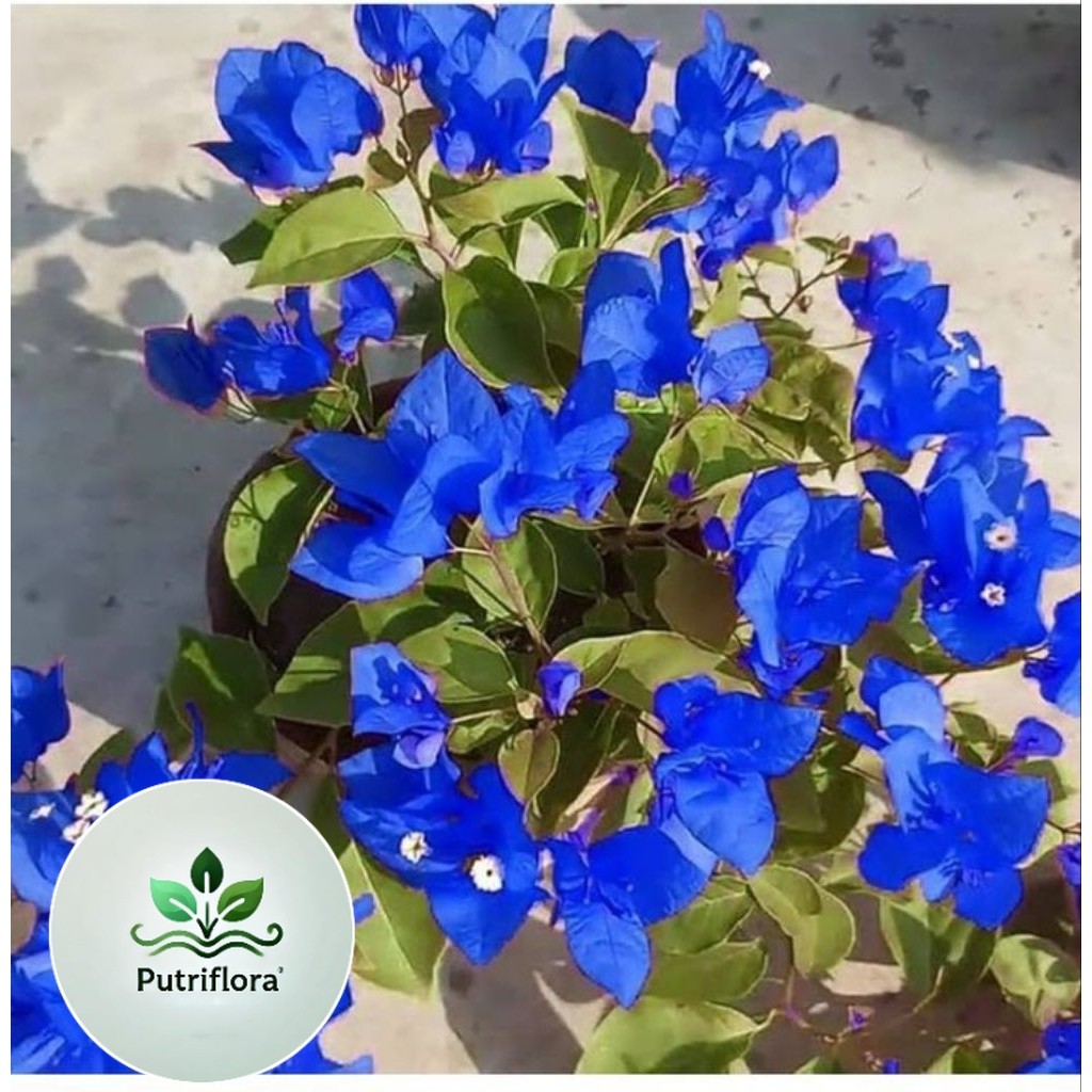 NEW ( BISA COD ) TERMURAH Tanaman Hias Bougenville Bunga Biru - Bibit Bougenville