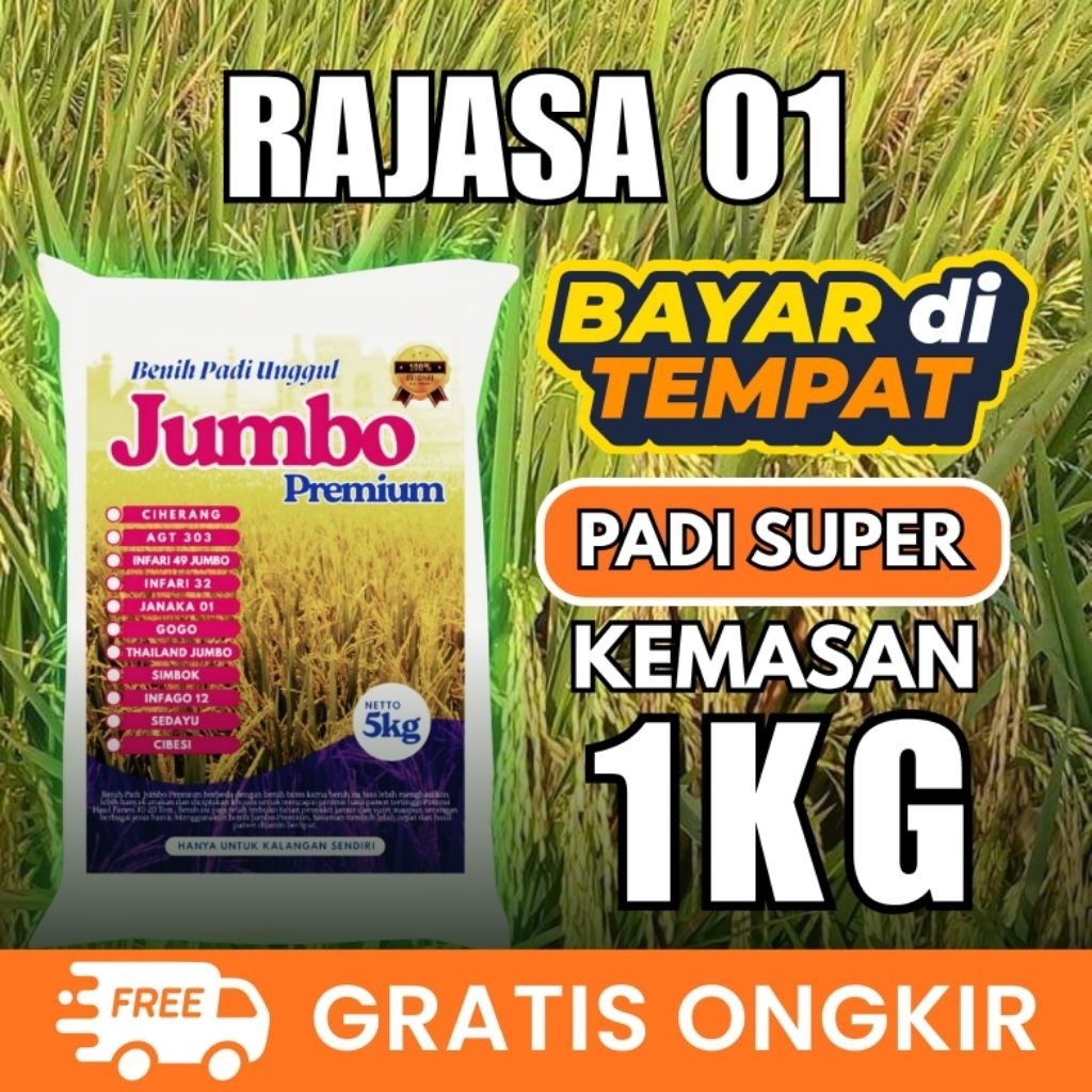 Benih padi Rajasa 01 kemasan 1kg padi dengan sebutan padi 1000 bulir