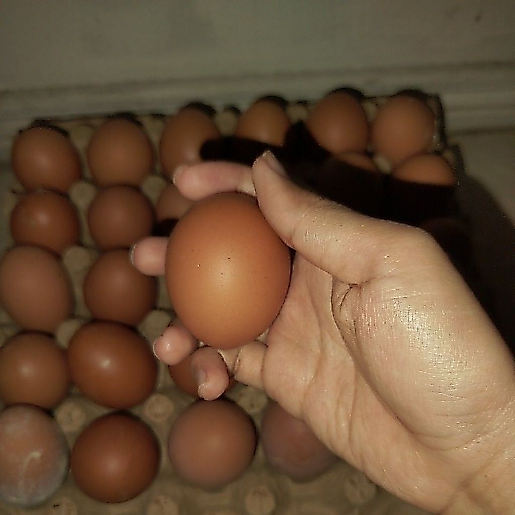 Telur ayam fresh satuan - medan
