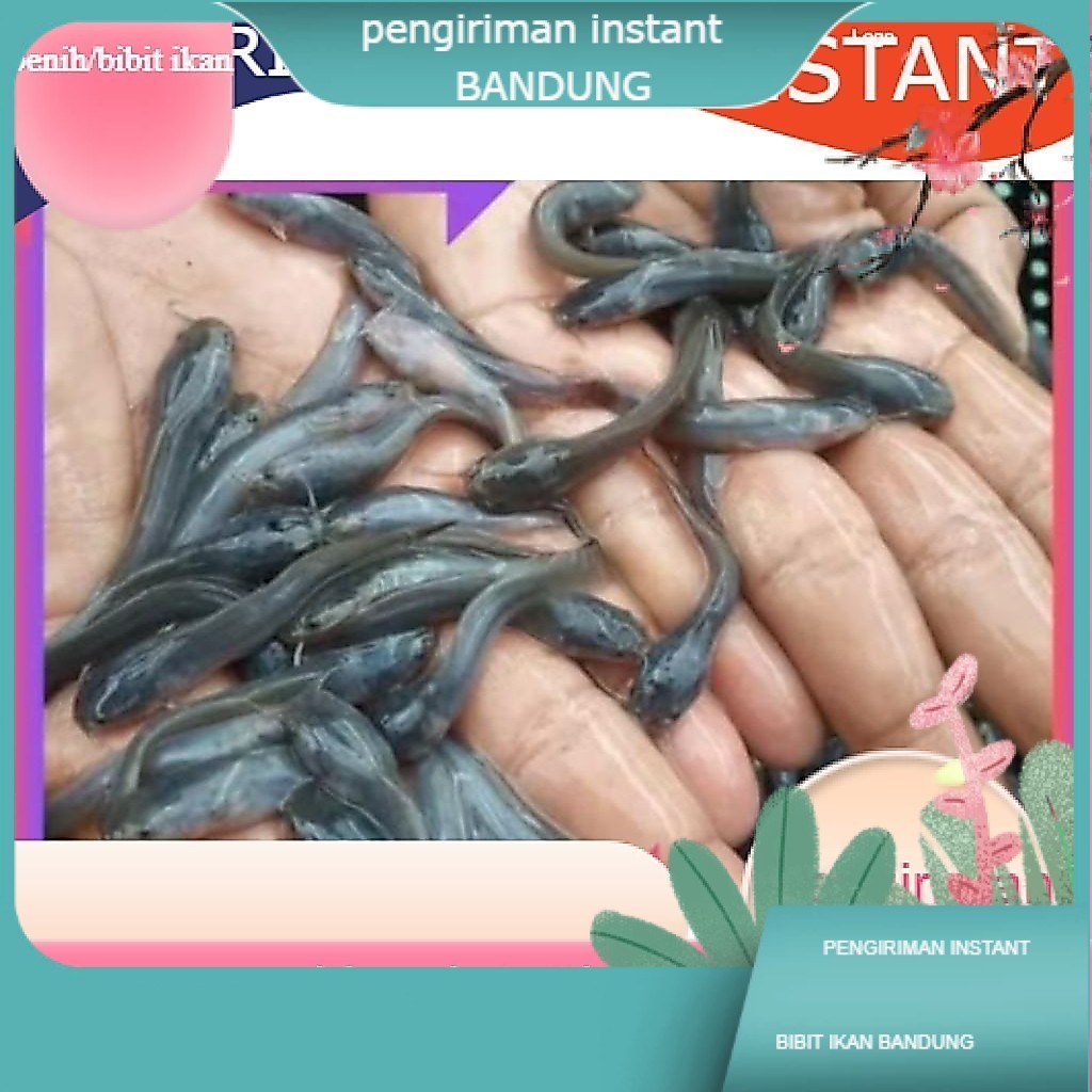 Bibit / benih ikan lele ukuran 3-5 cm  per 100 ekor TERDEKAT