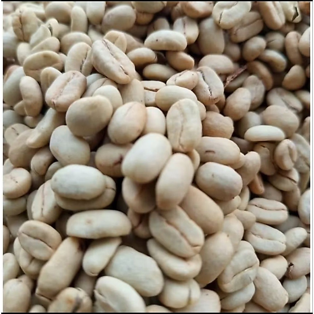Juarastoree_ Benih Kopi Arabika Ateng Gayo Asli Aceh Biji Kopi Siap Semai Daya Tumbuh Tinggi Bibit