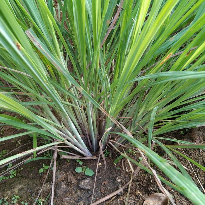 bibit serai sayur/serai dapur