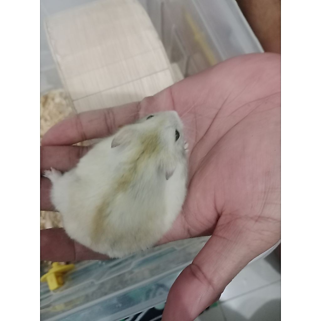 HAMSTER WINTERWHITE JINAK LUCU