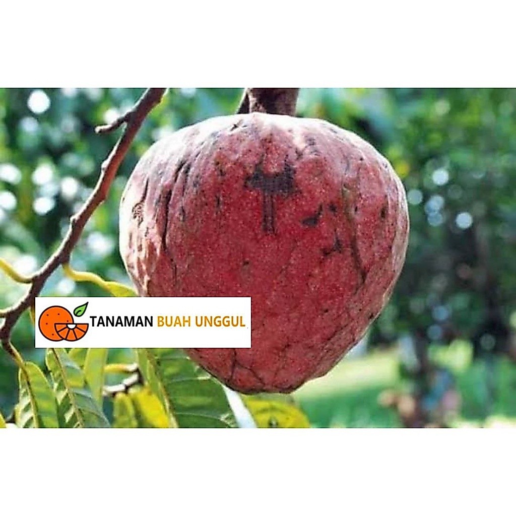 Bibit Sirsak Merah Jumbo Hasil Okulasi Siap Berbuah