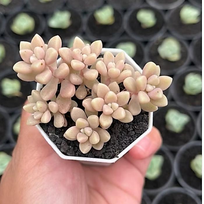 Kaktus Sukulen Graptopetalum Mirinae