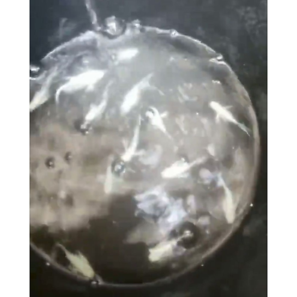 Ikan Molly Balon Platinum Cawang L XL - Sepasang Indukan