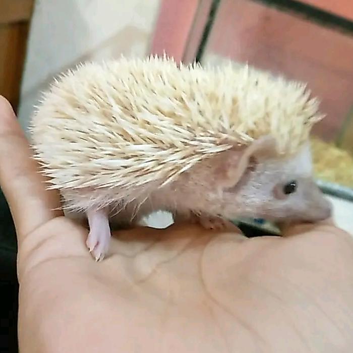 BERGARANSI Landak Mini Anakan Lucu