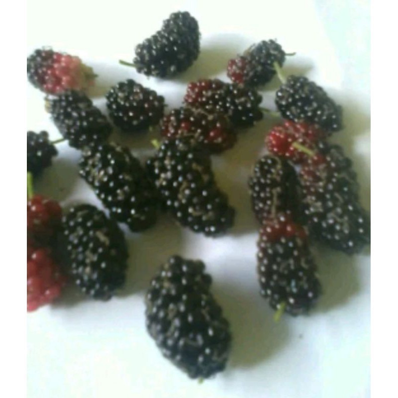 

HalimunHerbal Murbei Perbiji 500