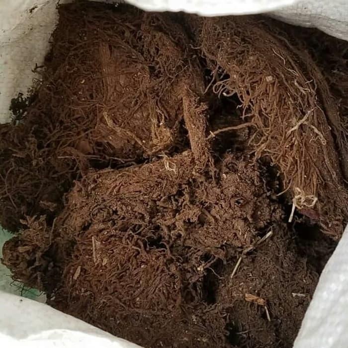 

Moss hitam media tanam jenis anggrek dll