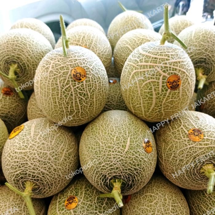 

Melon Jepang Hydroponic 1 pics